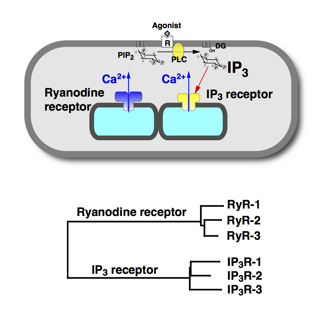 Ca2+ release mechanisms
