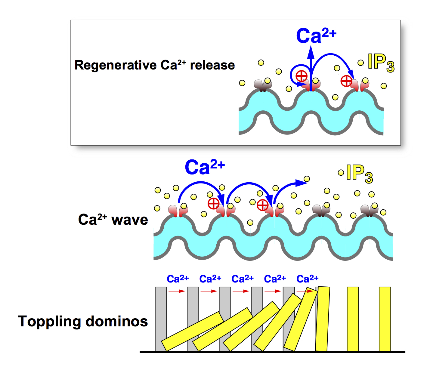 Regenerative Ca2+ release mechanism and Ca2+ wave
