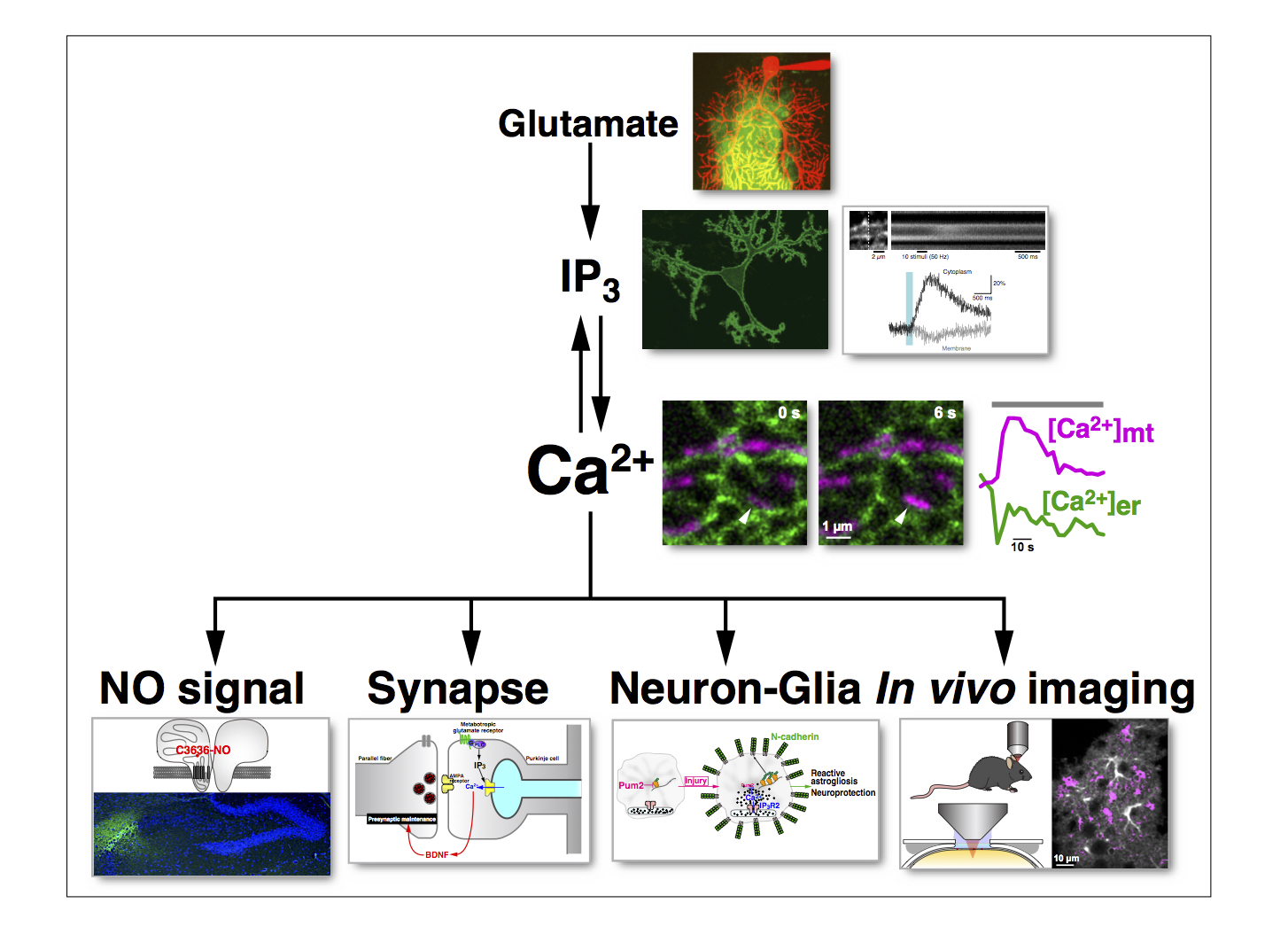 Imaging analysis of Ca2+ and related signaling molecules