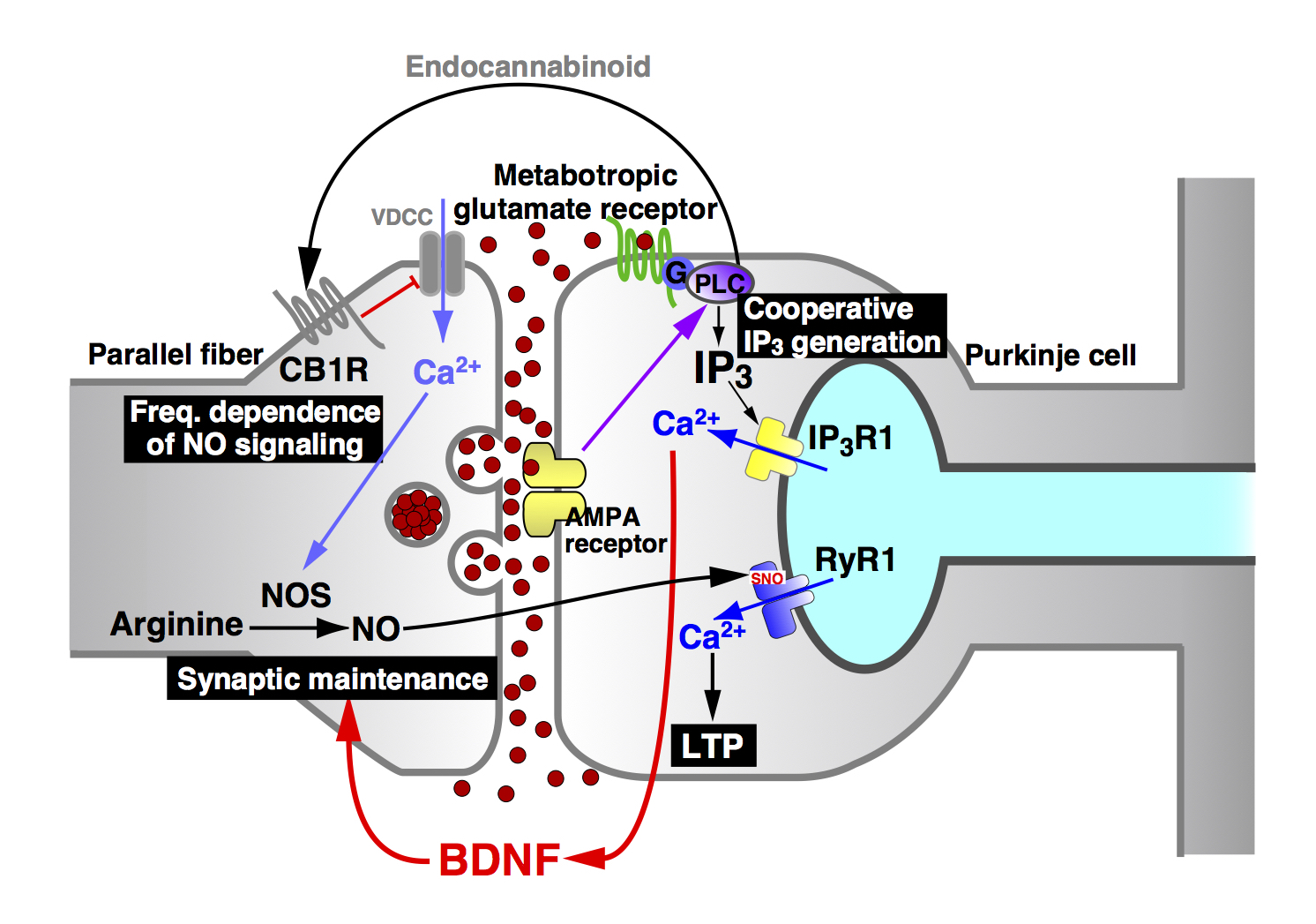 Summary of signaling mechanisms at Parallel fiber-Purkinje cell synapse