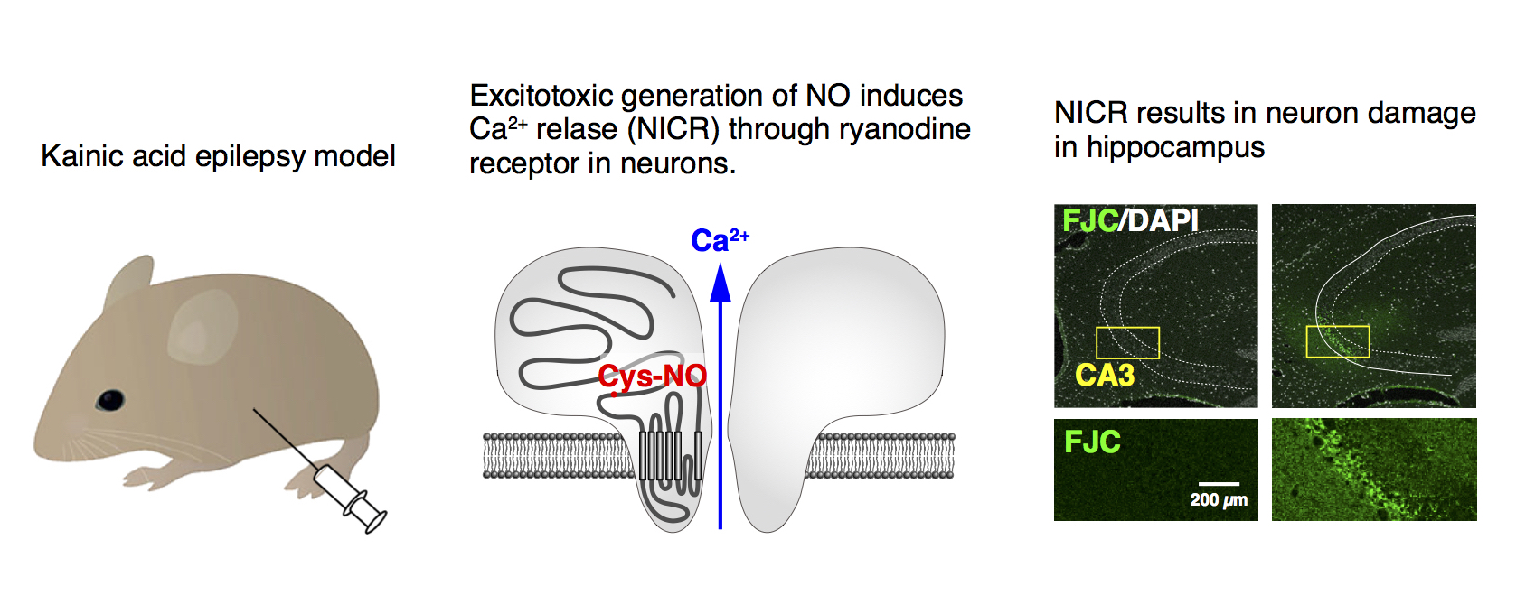 NO-induced Ca2+ release (NICR) and seizure-induced neuron injury