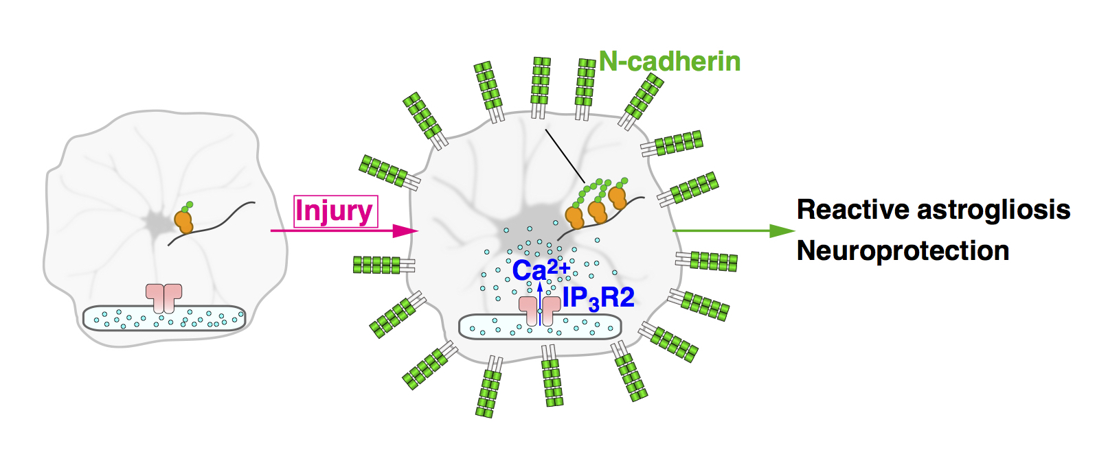 Pathophysiological roles of astrocytic Ca2+ signaling