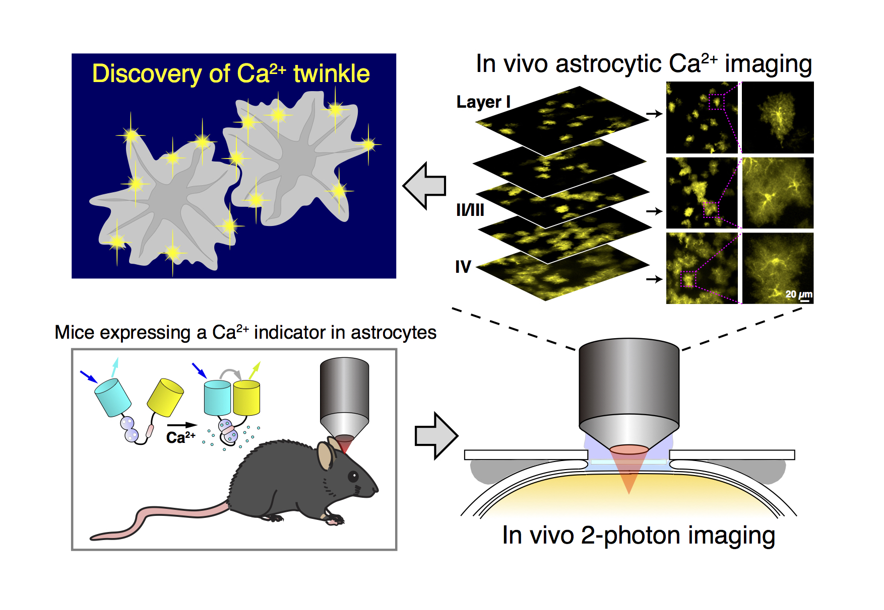 In vivo astrocytic Ca2+ imaging