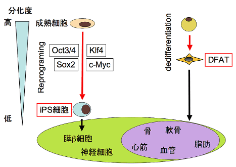 DFATとiPS細胞の比較